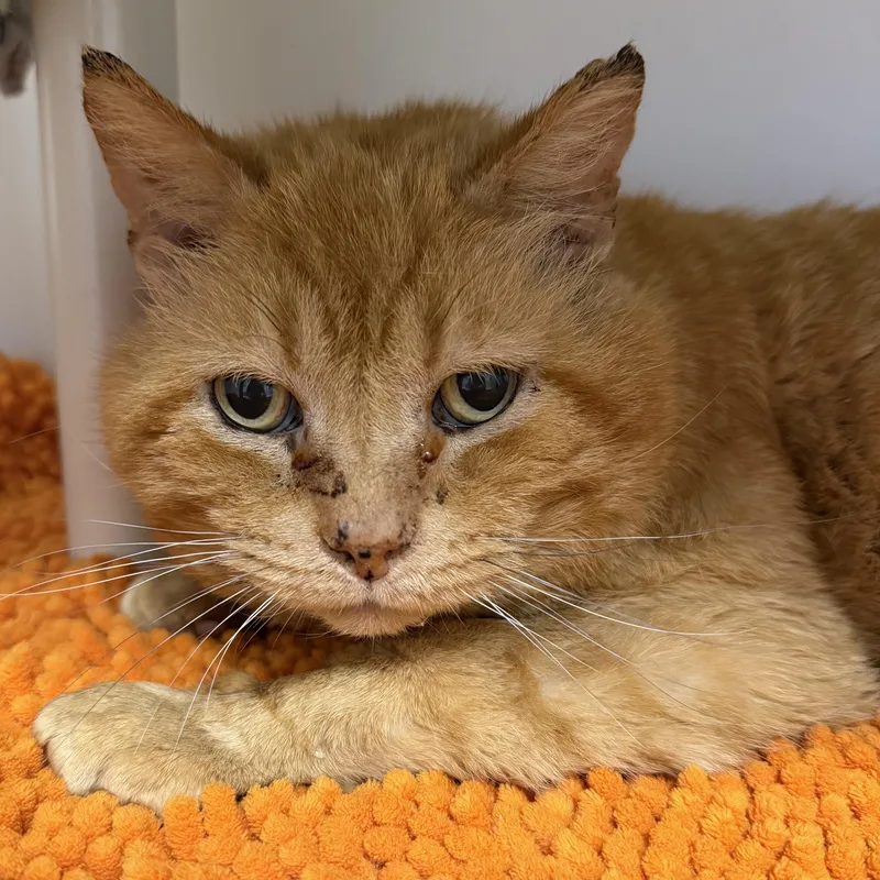 A senior medium-sized male Tabby (Orange / Red) Domestic Short Hair cat named Chuck for adoption in Cooperstown, NY