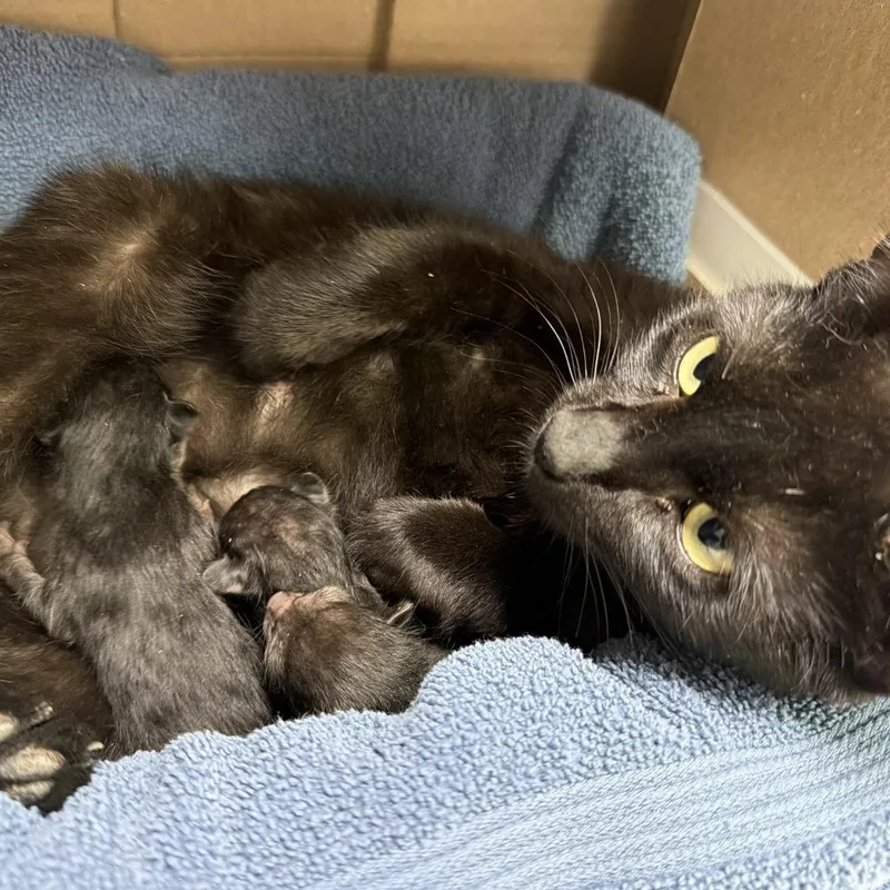 A baby small-sized female Black Domestic Short Hair cat named Blue Gumdrop Lady for adoption in Austin, TX