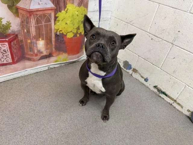 A young large-sized female Pit Bull Terrier dog named Esme for adoption in San Bernardino, CA