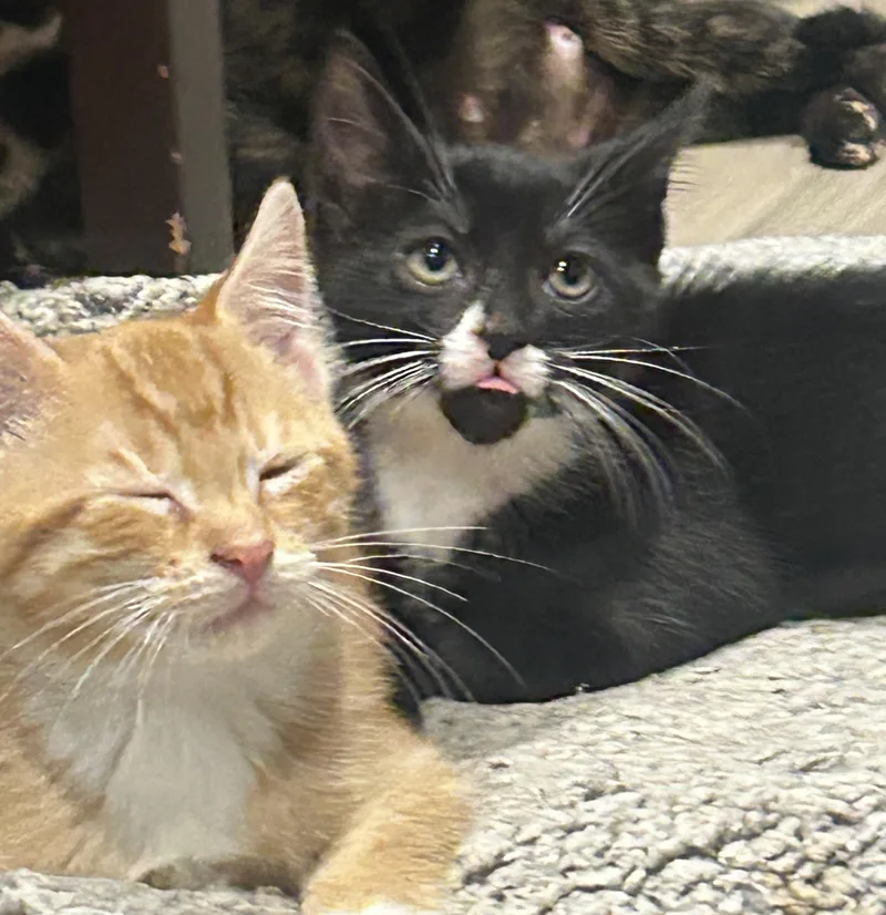 A baby medium-sized male Domestic Short Hair cat named Trixie and bouncing baby for adoption in Fairfax, VA