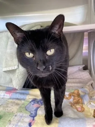 An adult medium-sized female Black Domestic Short Hair cat named Luna for adoption in Kansas City, MO