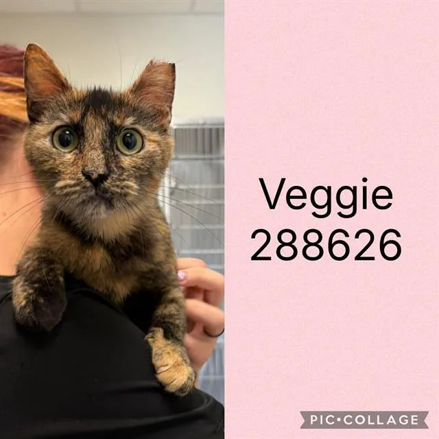 A young medium-sized female Domestic Short Hair cat named Veggie for adoption in Macon, GA