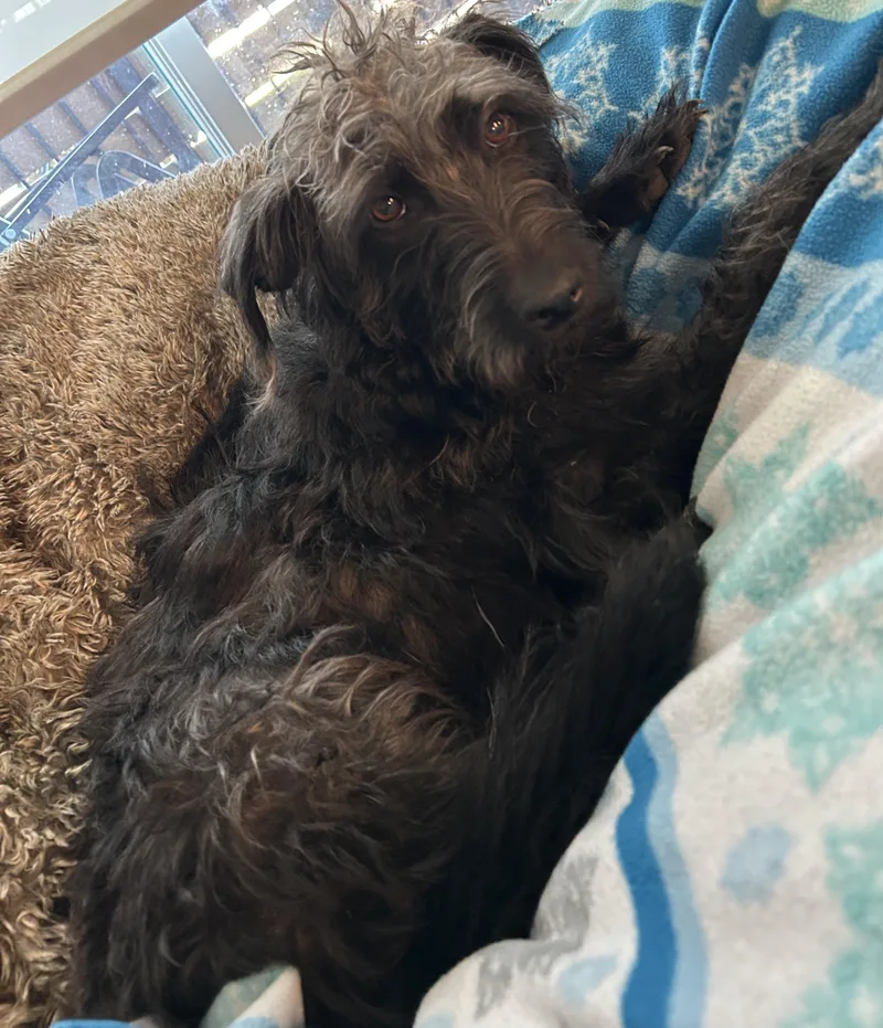 An adult medium-sized female Gray / Blue / Silver Poodle dog named Dolly for adoption in Denton, TX