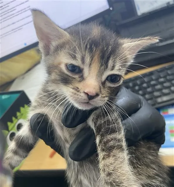 A baby medium-sized female Domestic Short Hair cat named Coraline for adoption in Dallas, TX