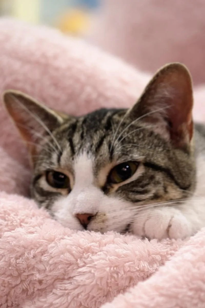 A young medium-sized female Tabby (Brown / Chocolate) Domestic Short Hair cat named Dopplemyr for adoption in Sioux Falls, SD
