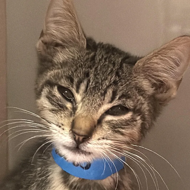 A young small-sized male Brown / Chocolate Domestic Short Hair cat named Axel for adoption in Yuma, AZ