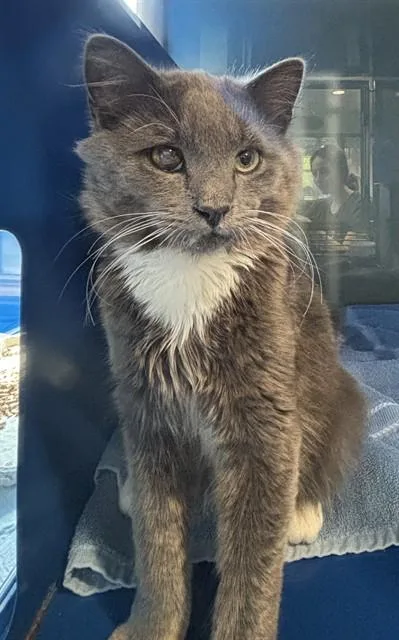 An adult small-sized male Domestic Medium Hair cat named Ash for adoption in Westminster, MD