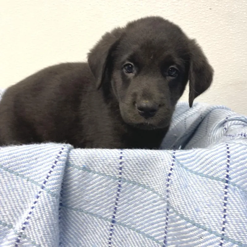 A baby medium-sized female Black Labrador Retriever dog named Spot for adoption in Belleville, IL