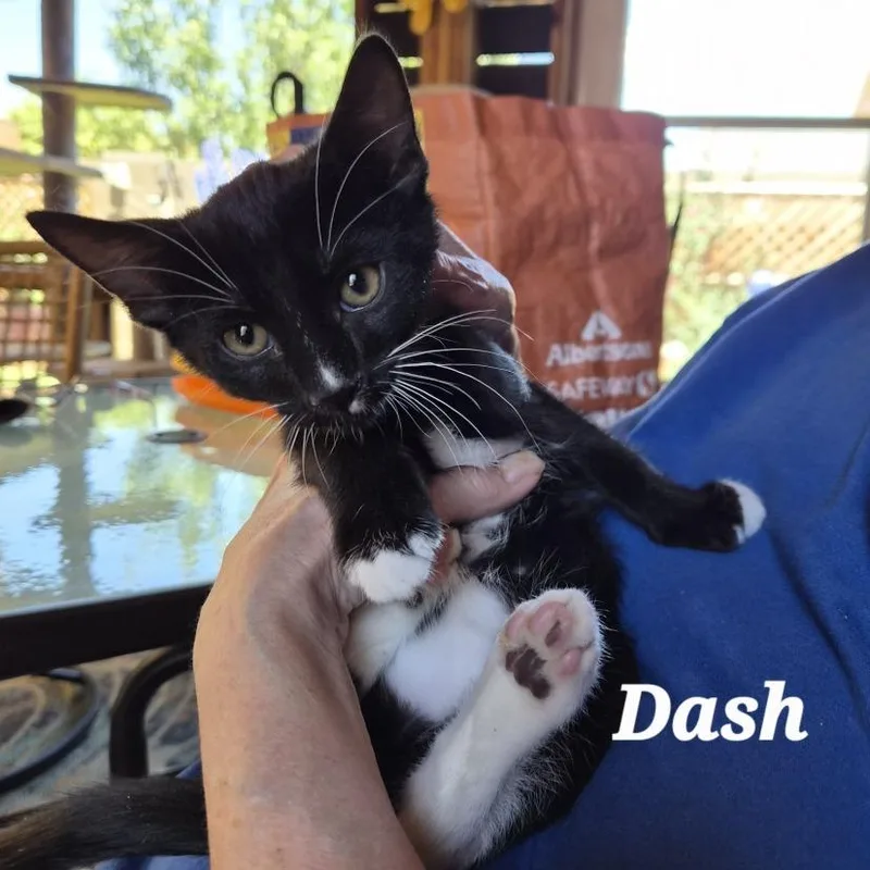 Dash