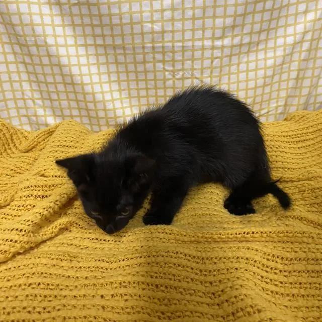 A baby small-sized female Domestic Medium Hair cat named A for adoption in Modesto, CA