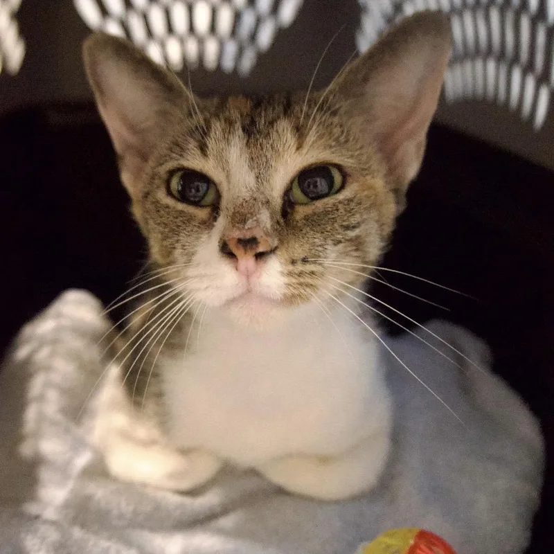 A young medium-sized female Torbie cat named Lily for adoption in Porter, TX