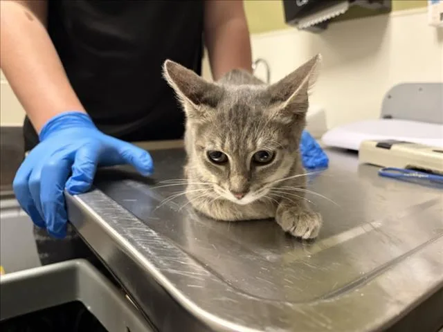 A baby small-sized male Domestic Short Hair cat named Bumpy for adoption in Chapel Hill, NC