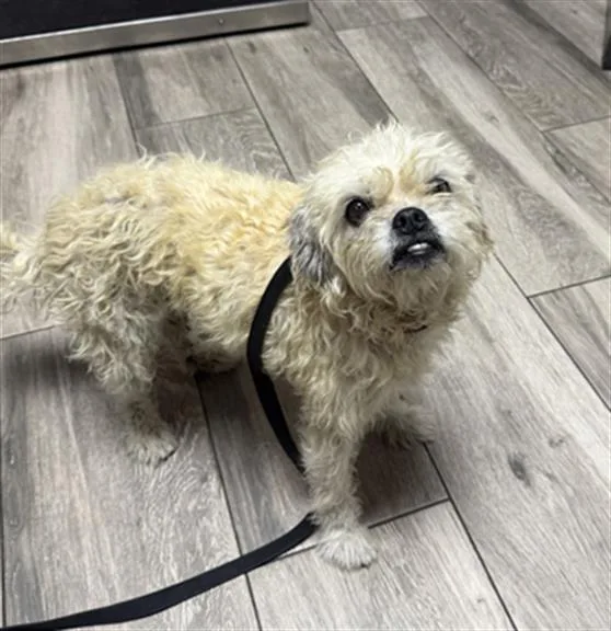 An adult small-sized female Shih Tzu dog named Ramen for adoption in Redlands, CA