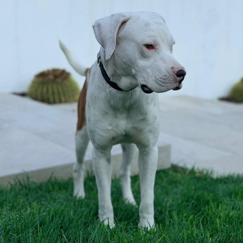 A young small-sized female Boxer dog named Isidro for adoption in Manvel, TX