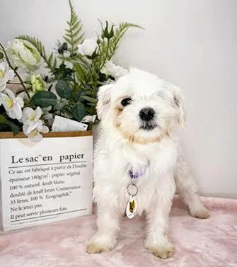 An adult small-sized female White / Cream Maltese dog named Malba for adoption in Castro Valley, CA