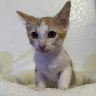A baby small-sized male Tabby (Orange / Red) Domestic Short Hair cat named Petter for adoption in Liverpool, TX