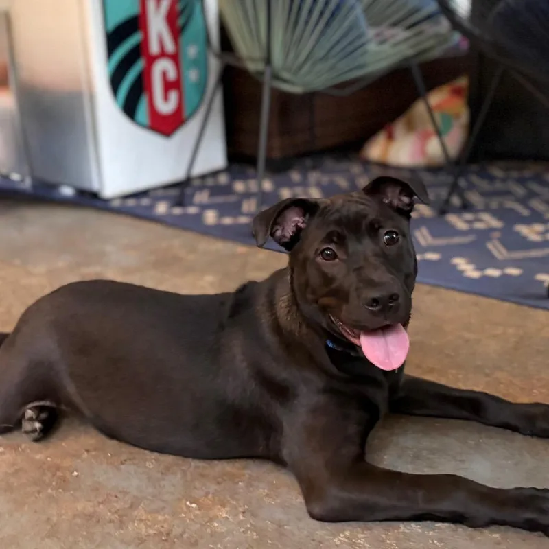 A baby medium-sized female Black Pit Bull Terrier dog named Shadow for adoption in Kansas City, MO