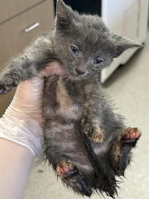A baby small-sized female Domestic Short Hair cat named Elsa Mars for adoption in Louisville, KY