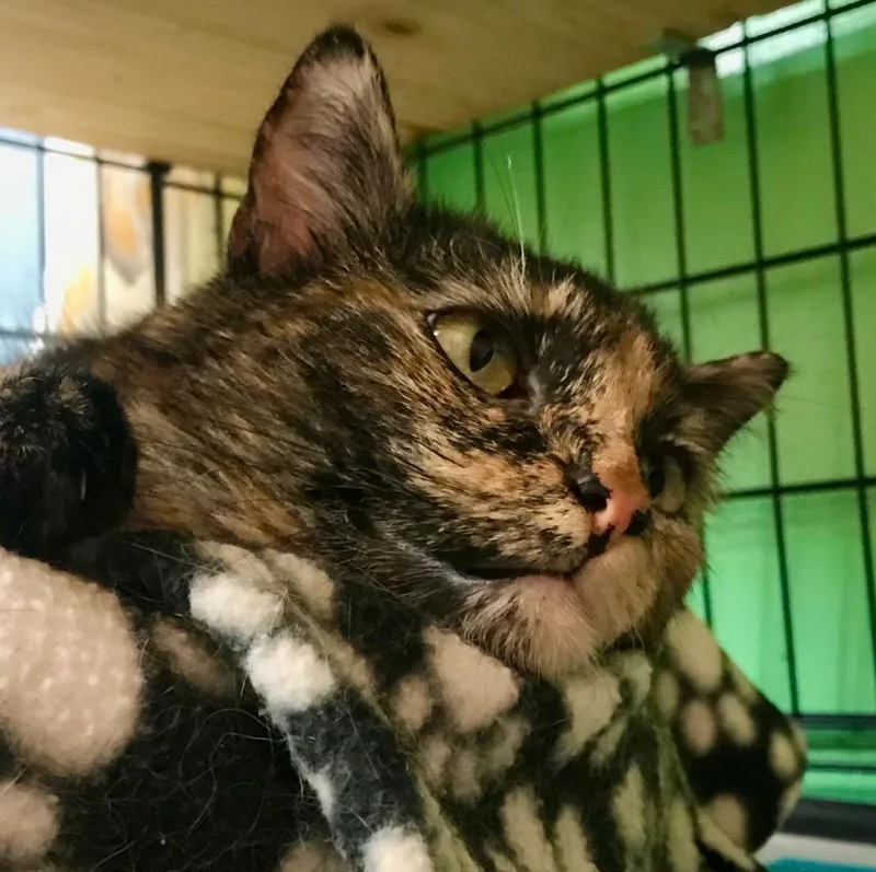 Sassafras thumbnail 2