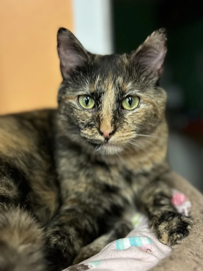 Sassafras thumbnail 3