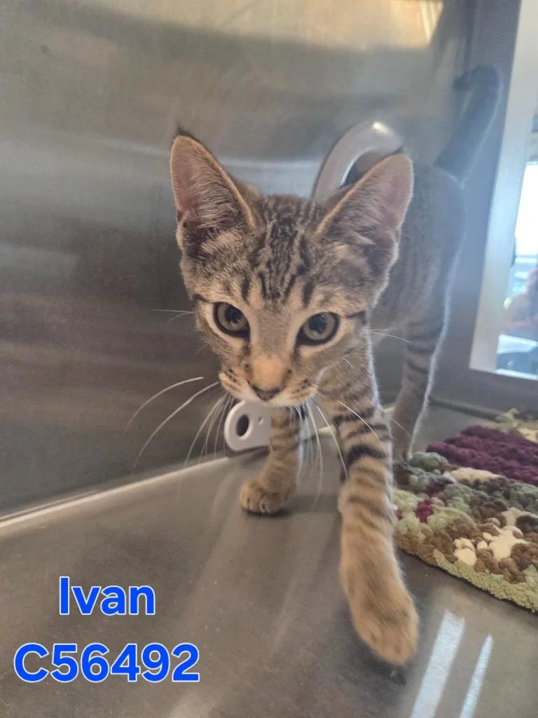 Ivan
