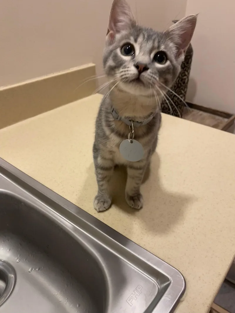 A baby small-sized female Tabby (Gray / Blue / Silver) Domestic Short Hair cat named Mother Miranda for adoption in The Colony, TX