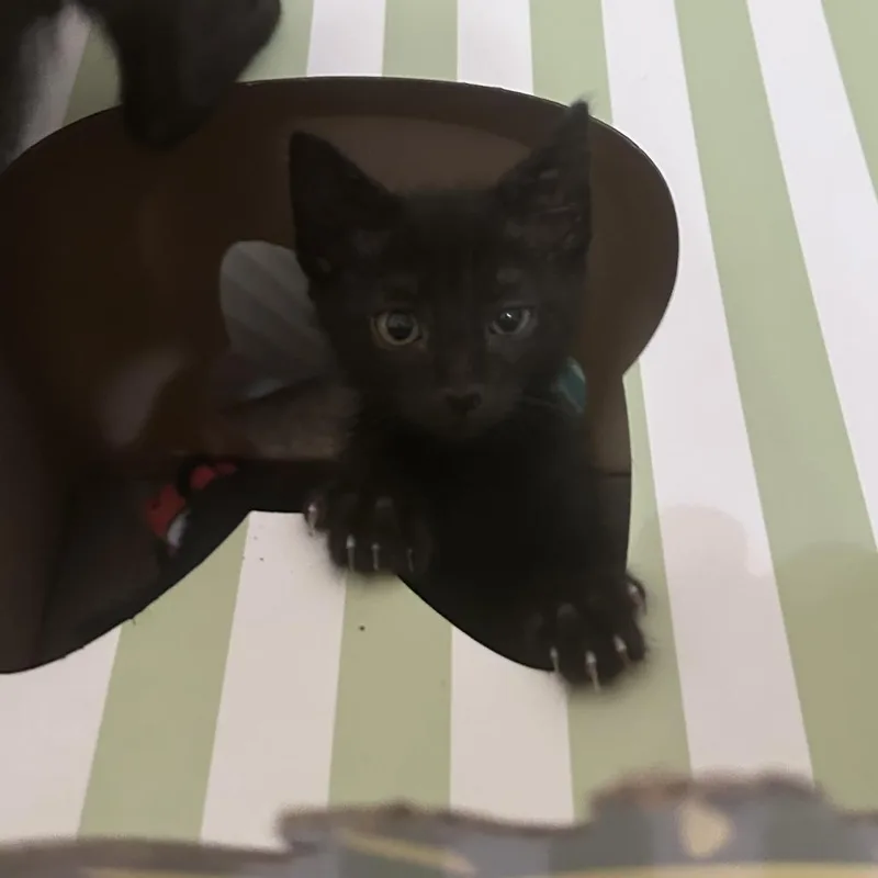 A baby small-sized male Black Domestic Short Hair cat named Douglas for adoption in Prosper, TX