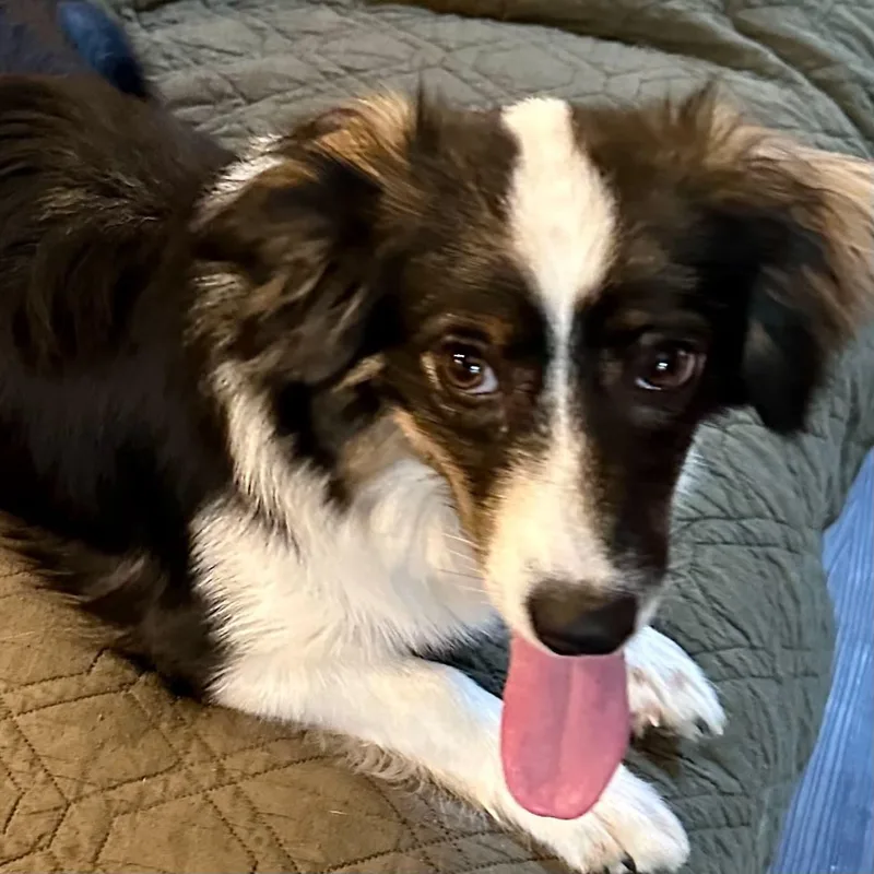 A young medium-sized female Tricolor (Brown, Black, & White) Australian Shepherd dog named Sapphire for adoption in Chatham, NJ