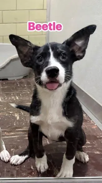 A baby medium-sized female Mixed Breed dog named Beetle for adoption in Effingham, IL