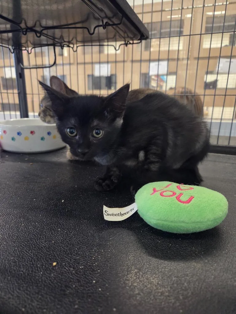 A baby small-sized male Domestic Short Hair cat named Onyx for adoption in Bossier City, LA