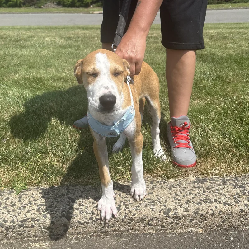 A baby medium-sized male Golden Hound dog named Dante Cruz for adoption in New York, NY