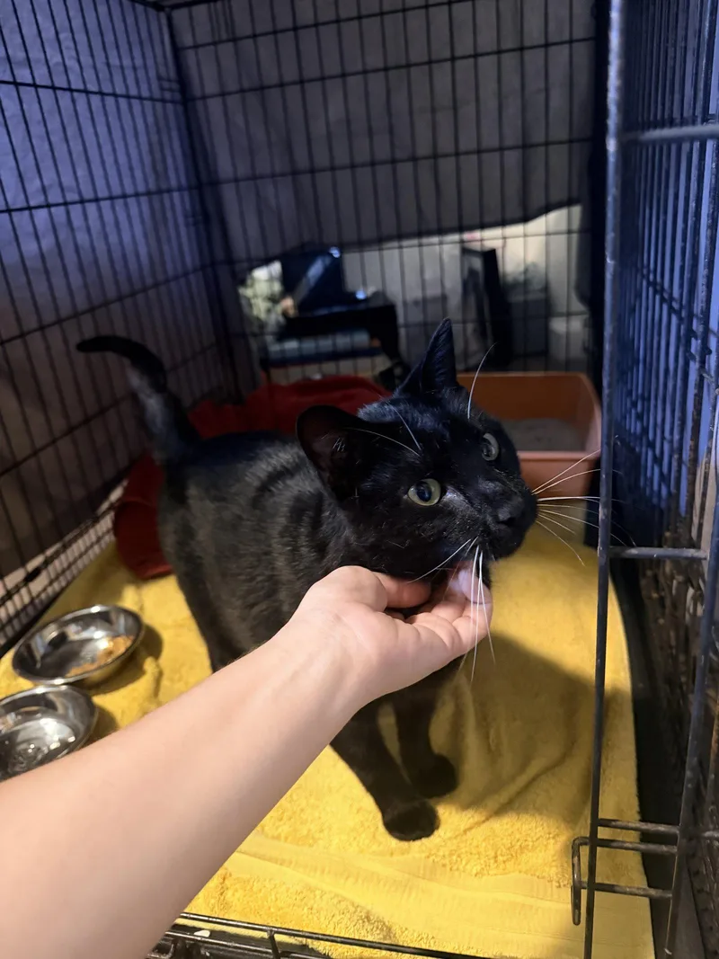 An adult medium-sized male Black Domestic Short Hair cat named Bee for adoption in Naples, FL