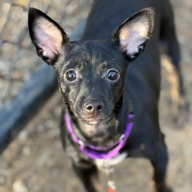 A young small-sized female Black Chihuahua dog named Yogurt for adoption in Columbia Station, OH