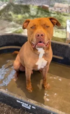 A young large-sized male Brown / Chocolate Pit Bull Terrier dog named Aries for adoption in Santa Paula, CA