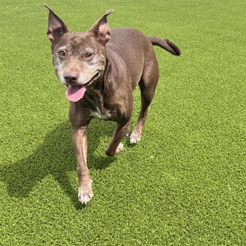 Boom Boom thumbnail 2