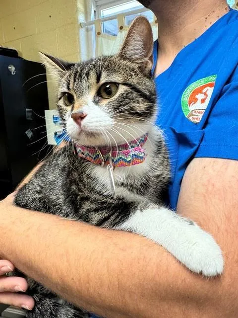A young medium-sized female Domestic Short Hair cat named Jazzy for adoption in Cookeville, TN