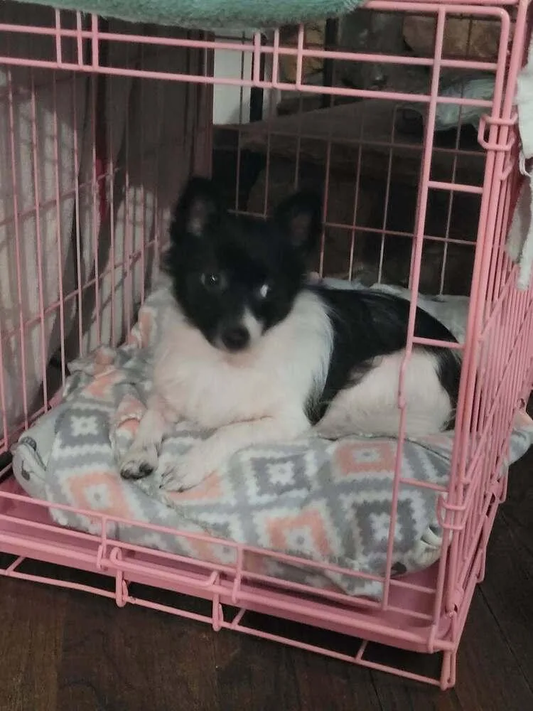 An adult small-sized male Chihuahua dog named Salem for adoption in Mishawaka, IN