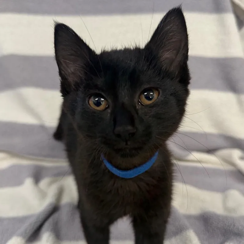 A baby small-sized female Gray / Blue / Silver Domestic Short Hair cat named Root Beer for adoption in Newberg, OR