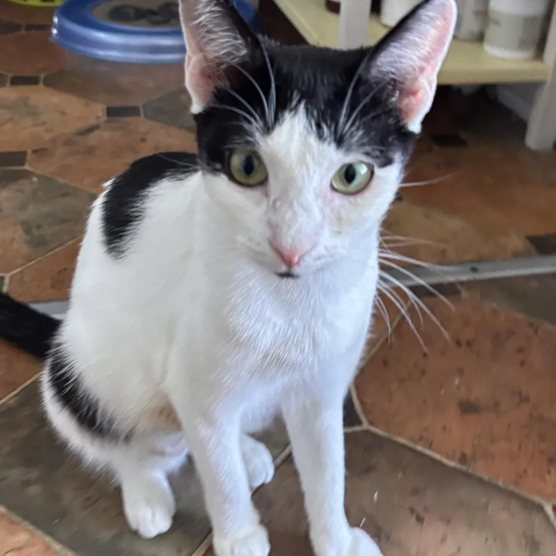 A young small-sized female Black & White / Tuxedo Domestic Short Hair cat named Gordita for adoption in Melrose, MA