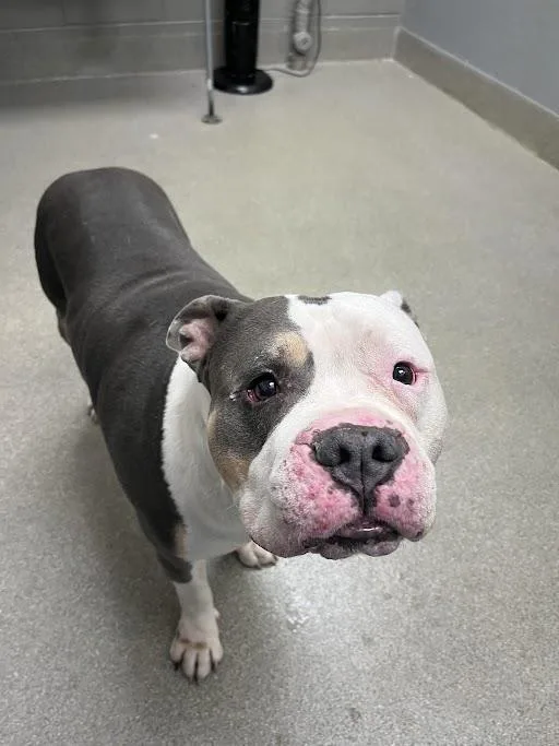 An adult large-sized male Pit Bull Terrier dog named Hulk for adoption in Las Vegas, NV