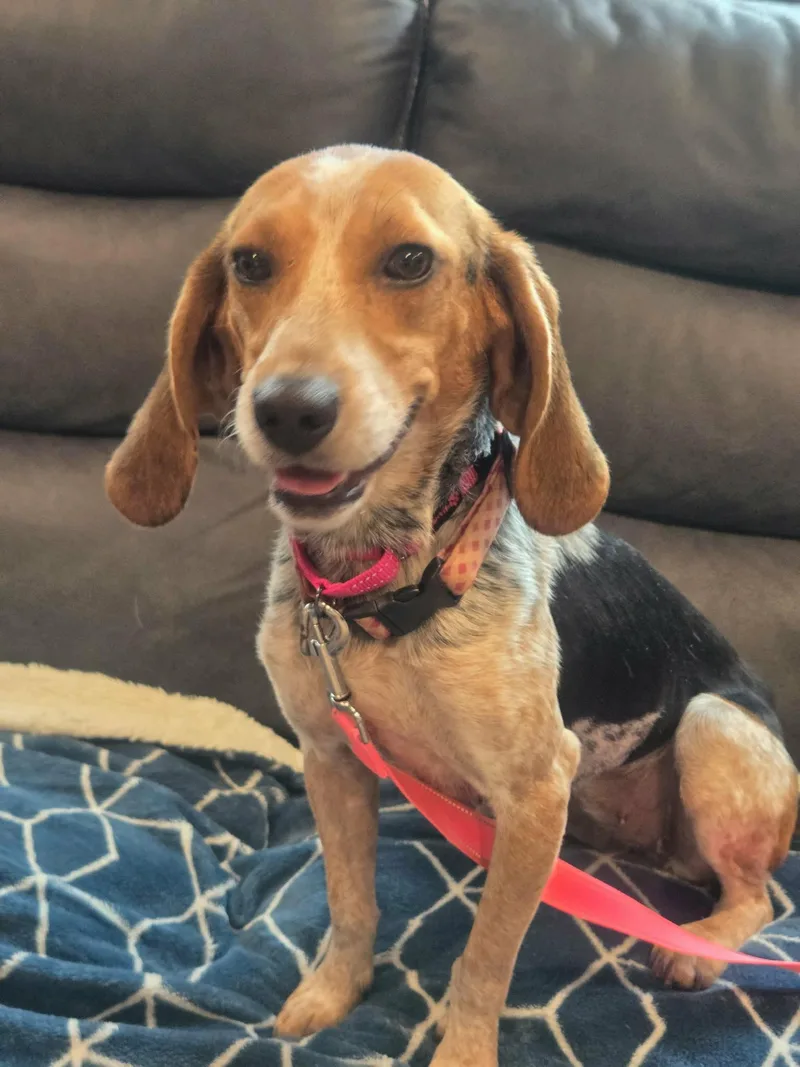 A young small-sized female Beagle dog named Harley for adoption in Holbrook, NY