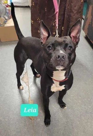Leia