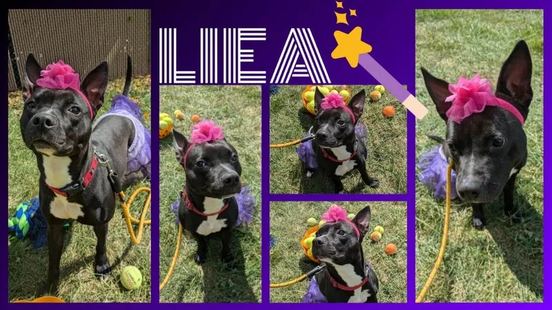 Leia thumbnail 2