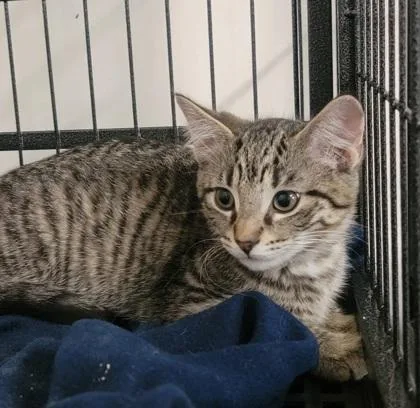 A baby medium-sized male Domestic Short Hair cat named Arnold for adoption in West Chester, PA