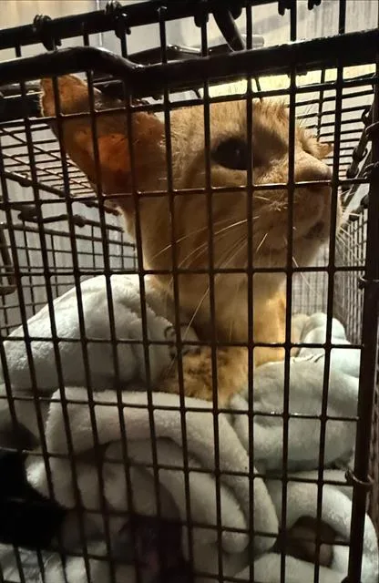 A senior small-sized male Domestic Short Hair cat named Orangey for adoption in San Antonio, TX