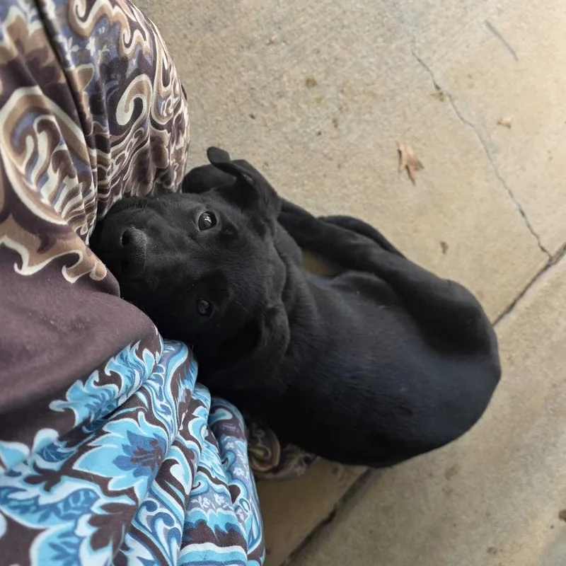 Proton Pr Floor Cage