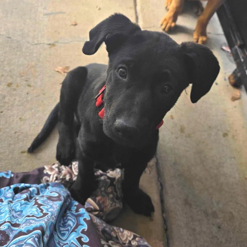 Proton Pr thumbnail 2