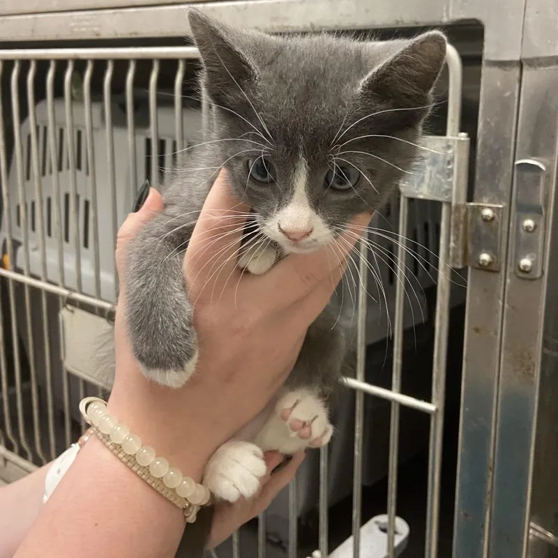 A baby small-sized male Domestic Short Hair cat named Dune for adoption in Monroe, LA