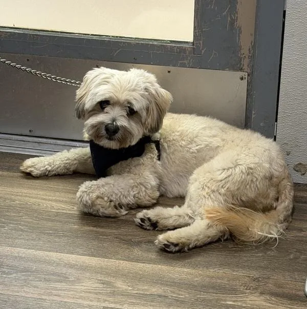 An adult small-sized male Terrier dog named Bruster for adoption in San Diego, CA