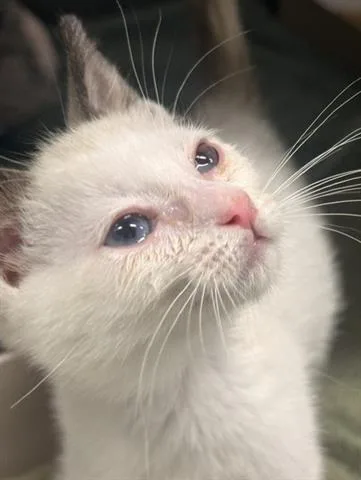 A baby small-sized male Domestic Short Hair cat named Mystery for adoption in San Martin, CA
